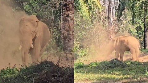 മസ്തകത്തിലെ മുറിവില്‍ നിന്നും പുഴു അരിച്ചിറങ്ങുന്നു; അവശനിലയില്‍ അതിരപ്പിള്ളിയിലെ ഒറ്റയാന്‍