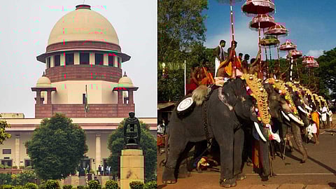 "ഉത്സവങ്ങള്‍ക്ക് അന്യസംസ്ഥാനങ്ങളില്‍ നിന്ന് ആനകളെ കൊണ്ടുവരാം"; ഹൈക്കോടതി ഉത്തരവ് സ്റ്റേ ചെയ്ത് സുപ്രീംകോടതി