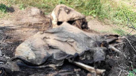 നിലമ്പൂർ വനത്തിൽ കാട്ടാനയുടെ ജഡം; കൊമ്പുകൾ ഊരിയെടുത്തതായി സൂചന