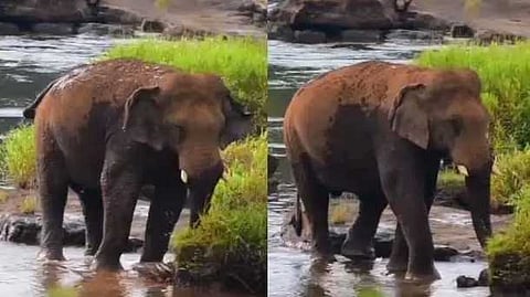 പരിക്ക് ഗുരുതരമല്ല; ഏഴാറ്റുമുഖം ഗണപതിക്ക് വിദഗ്ധ ചികിത്സ വേണ്ടെന്ന് വെറ്റിനറി വിദഗ്ദർ