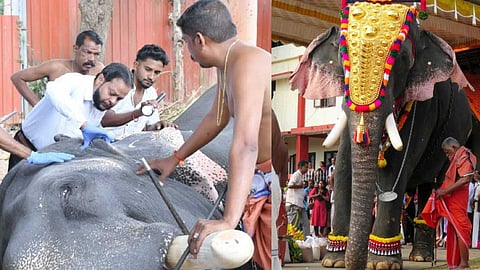 നിർജലീകരണം, നഖത്തിലും പാദങ്ങളിലും പൊട്ടലുകൾ; കൊമ്പൻ ശിവരാജുവിന് വിശ്രമം വേണമെന്ന് മൃഗസംരക്ഷണ വകുപ്പ്