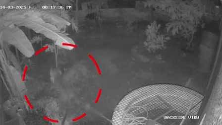 കൊരട്ടി ചിറങ്ങരയിൽ പുലിയിറങ്ങി, വളർത്ത് നായയെ പിടികൂടി; ജനങ്ങൾ പരിഭ്രാന്തിയിൽ