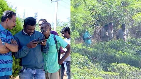 വണ്ടിപ്പെരിയാർ ഗ്രാമ്പി എസ്റ്റേറ്റിലിറങ്ങിയ കടുവ അവശനിലയിൽ; കൂട്ടിലകപ്പെട്ടില്ലെങ്കിൽ മയക്കുവെടി: പ്രദേശത്ത് ജാഗ്രതാ നിർദ്ദേശം