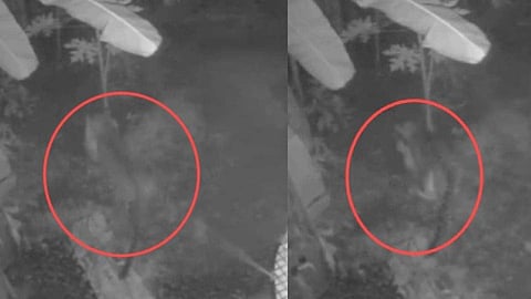 പുലിയെ പിടിക്കാൻ കെണി വെക്കും; ചിറങ്ങരയിൽ നാല് ക്യാമറകളും സ്ഥാപിക്കുമെന്ന് വനം വകുപ്പ്