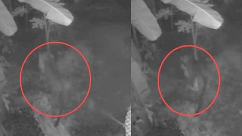 പുലിപ്പേടിയൊഴിയാതെ കൊരട്ടി ചിറങ്ങര; എത്രയും വേഗം കൂട് സ്ഥാപിക്കണമെന്ന് നാട്ടുകാർ