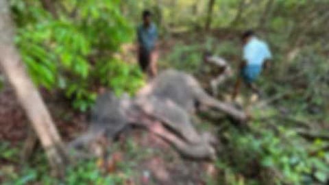 നിലമ്പൂർ വനത്തിൽ മൂന്ന് കാട്ടാനകൾ ചരിഞ്ഞ നിലയിൽ; ജഡത്തിന് നാല് ദിവസ‍ത്തോളം പഴക്കം