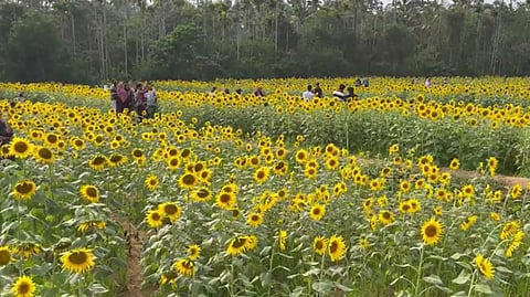 മഞ്ഞ പുതച്ച പാടം; ഈ കാഴ്ച കാണണമെങ്കിൽ വയനാട്ടിലെ കാക്കവയലിലേക്ക് വന്നാൽ മതി!
