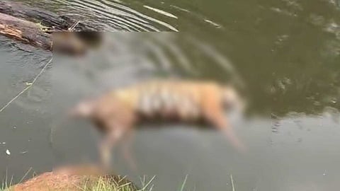 കൊല്ലം കുളത്തൂപ്പുഴയിൽ കടുവ ചത്ത നിലയിൽ