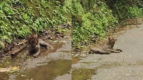 നെല്ലിയാമ്പതിയിൽ റോഡിൽ തലയ്ക്ക് പരിക്കേറ്റ നിലയിൽ പുലി; ഫോറസ്റ്റ് ഉദ്യോഗസ്ഥർ സ്ഥലത്ത്
