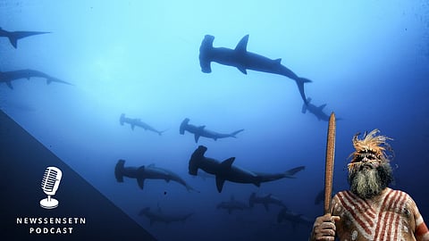 Shark