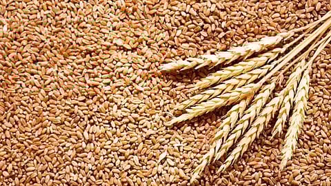 foodgrains
