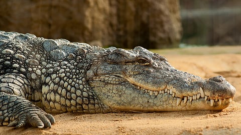 crocodile