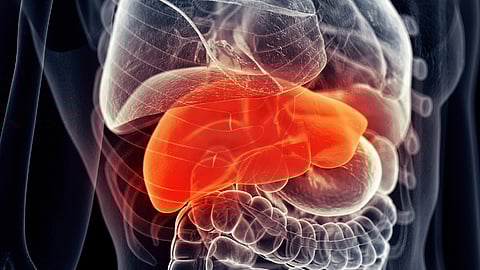 கல்லீரல்