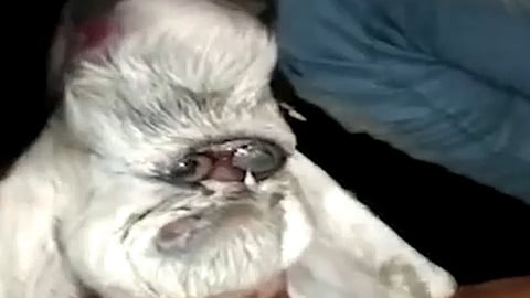 மனித முகத்துடன் பிறந்த ஆட்டுக்குட்டி