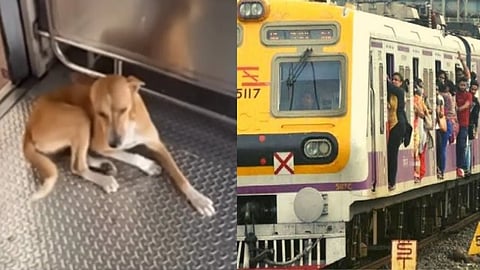 மும்பை : லோக்கல் ட்ரெயினில் பயணம் செய்யும் தெரு நாய் - நெட்டிசன்களை நெகிழ வைத்த வீடியோ