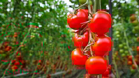 தக்காளி நீண்ட நாட்கள் கெடாமல் இருக்க என்ன செய்யலாம்? 7 சூப்பர் டிப்ஸ்