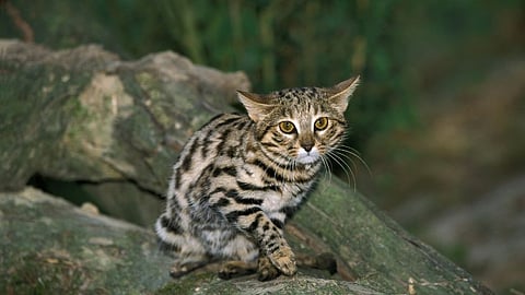 Black-footed Cat: இதை உலகின் கொடூரமான பூனை என்று அழைக்க என்ன காரணம்?