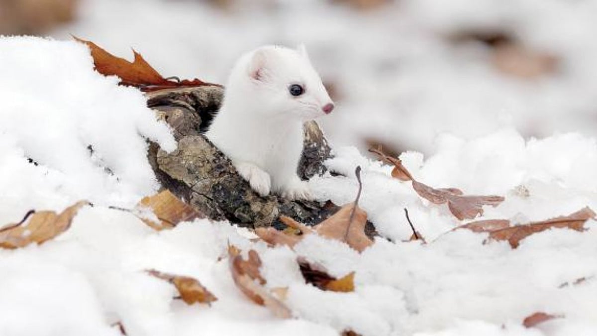 குளிர்காலத்தில் மட்டும் வெள்ளை நிறத்தில் மாறும் விலங்குகள் பற்றி தெரியுமா?