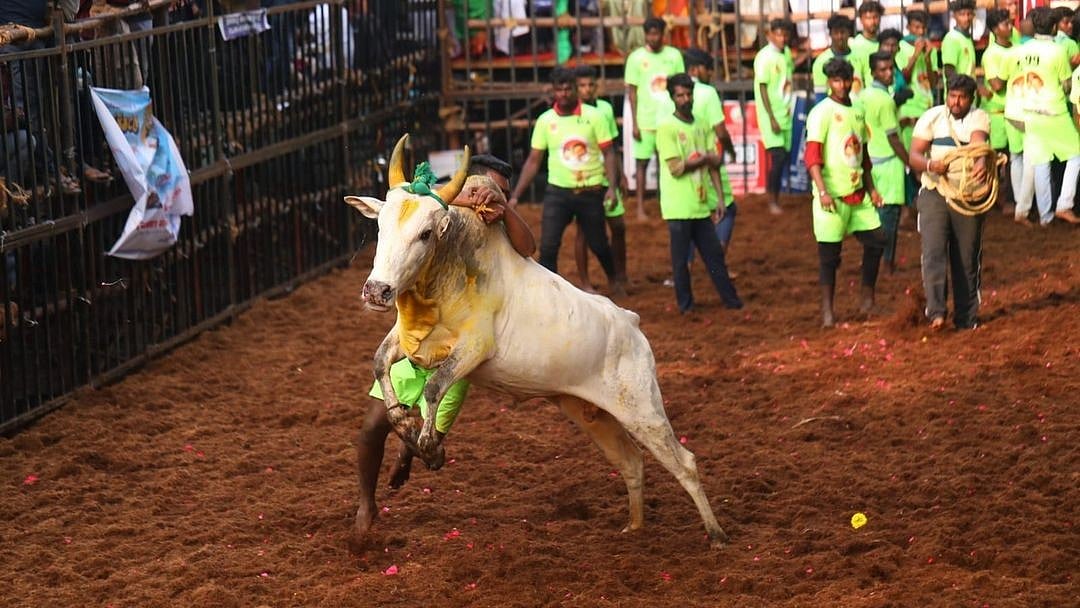 அவனியாபுரம் ஜல்லிக்கட்டு: சீறிய காளைகள், சிதறிய வீரர்கள், சிலிர்த்த பார்வையாளர்கள்!