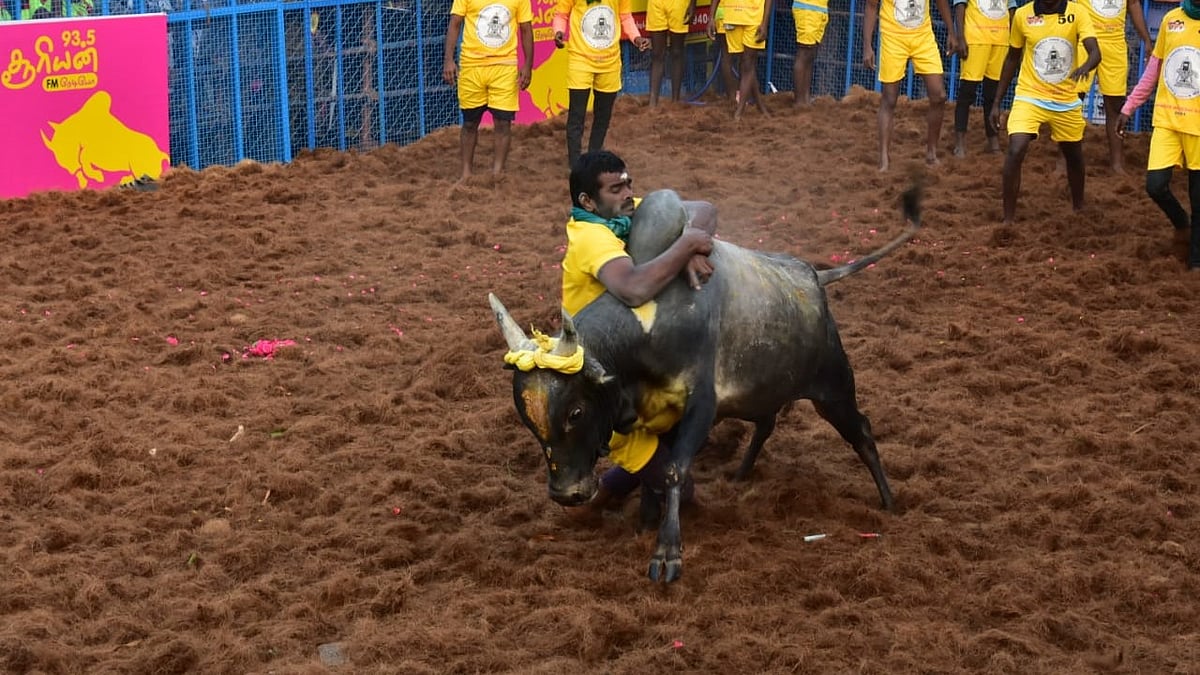 Palamedu Jallikattu: திமிறும் காளைகளின் திமிலைப் பிடிக்கும் காளையர்கள்!