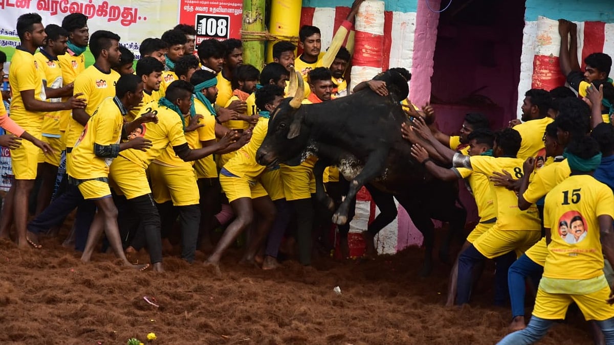 Palamedu Jallikattu 2024:  பாலமேடு ஜல்லிக்கட்டுப் போட்டியின் 3ம் சுற்று நிறைவு!