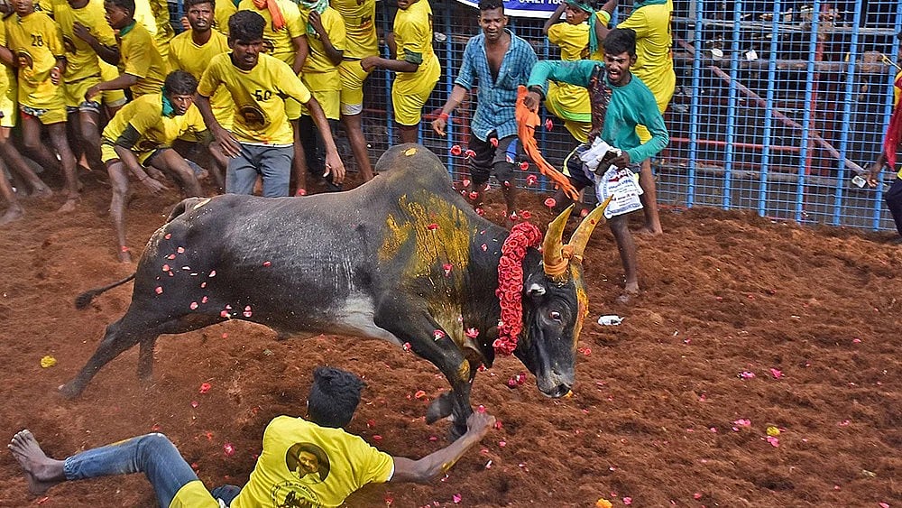 மதுரை அவனியாபுரம் ஜல்லிக்கட்டு கோலாகலமாக தொடங்கியது!