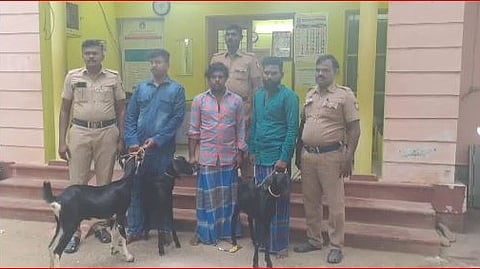 ஆடுகளை திருடி விற்க முயற்சி.. 3 ஆடுகள் மற்றும் டாட்டா ஏஸ் சரக்கு வாகனம் பறிமுதல்