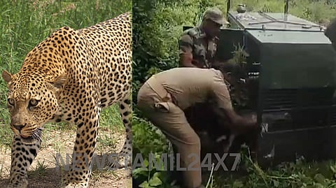 cheetah
