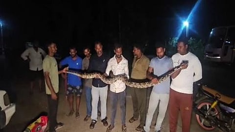 மலைப்பாம்பு