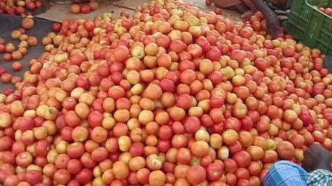 தக்காளி