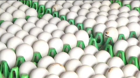 egg namakaal