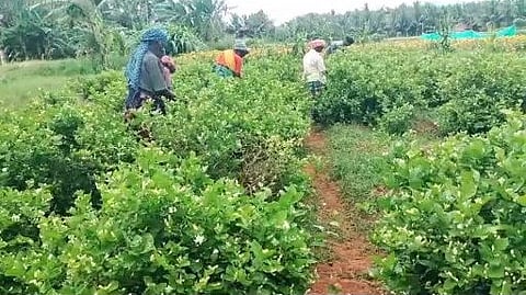 theni district