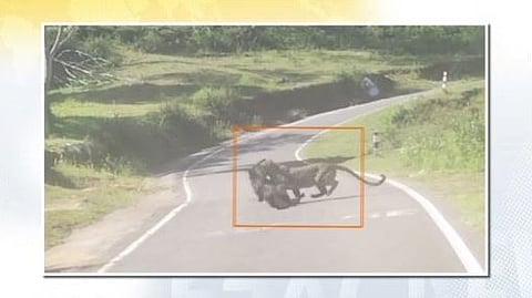 நாயை வேட்டையாடிய சிறுத்தை