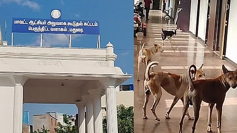 madurai-dog
