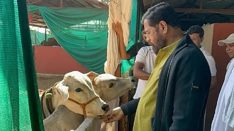 கோமாதா அந்தஸ்து