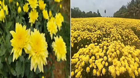 கிருஷ்ணகிரி