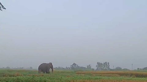 Kri elephant issue