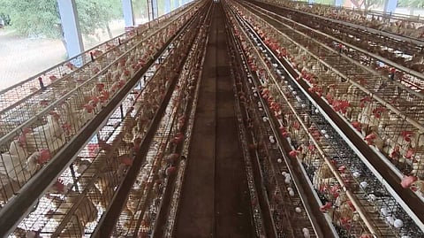Namakkal egg issue