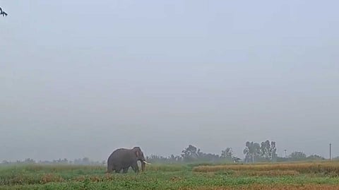 KSG elephant