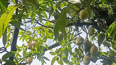 Dgl mango rate reduced