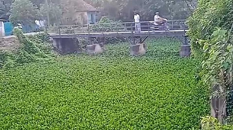 Agaya thamarai