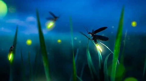 fireflies