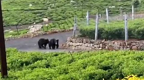 Nilgiris