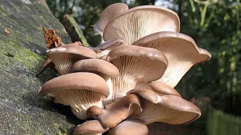 Plastic eat mushroom