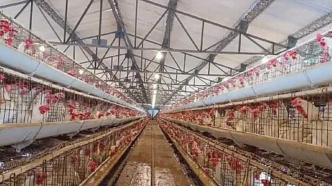 egg price