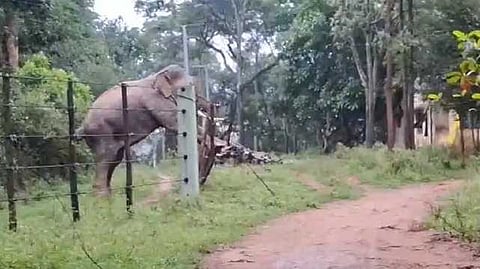 elephant
