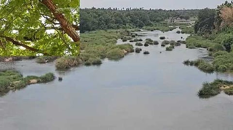 Tarapuram