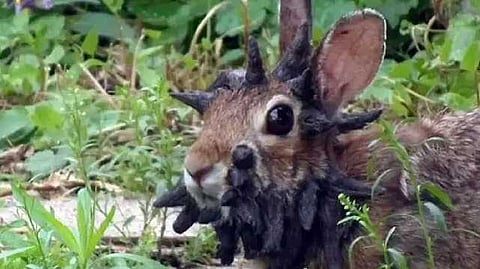 Rabbit photo