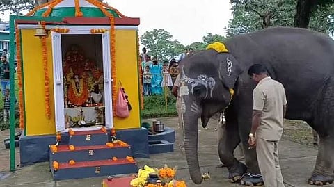 Nil elephant pooja