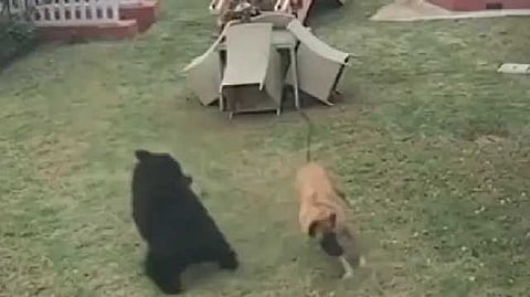 dog
